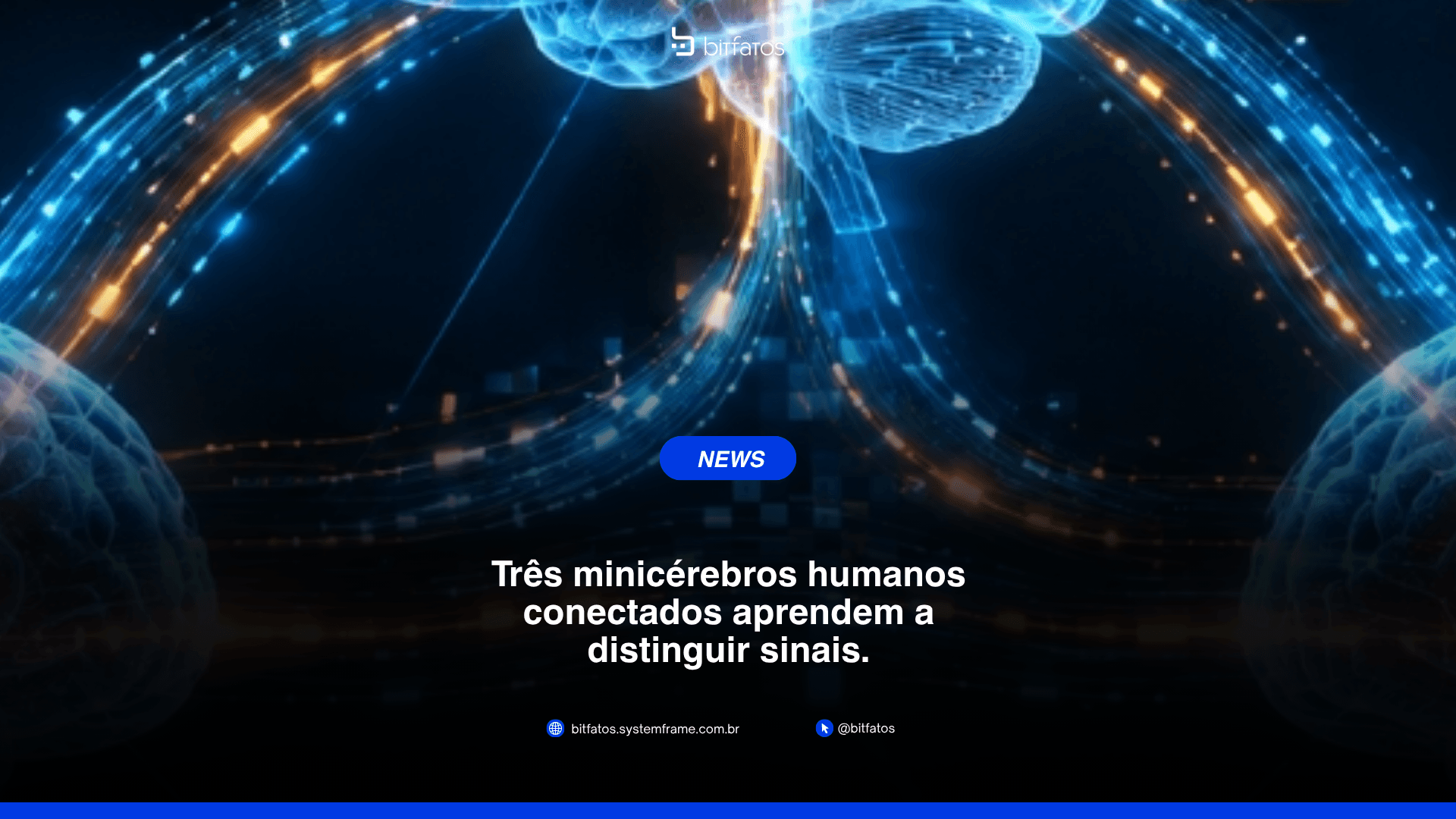 Organoide cerebral: o que são os minicérebros de laboratório