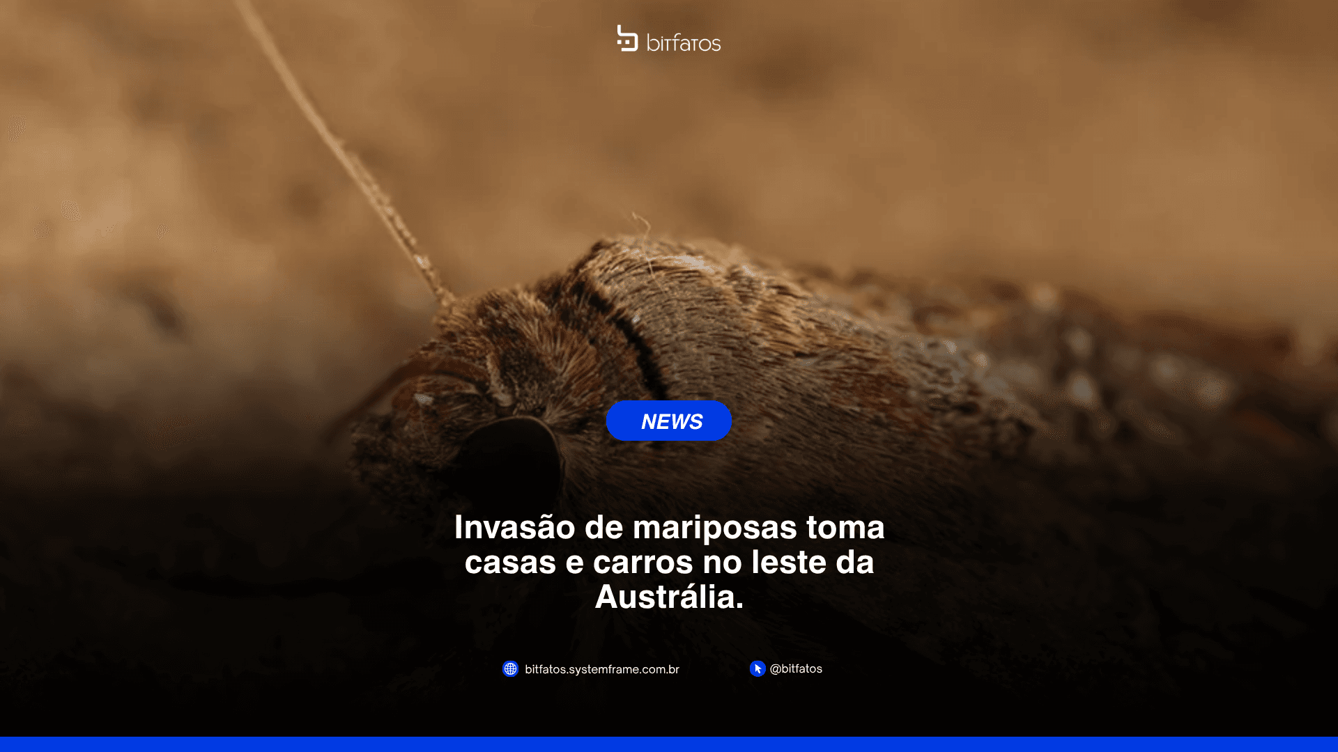 Por que as mariposas-bogong viajam até mil quilômetros por ano