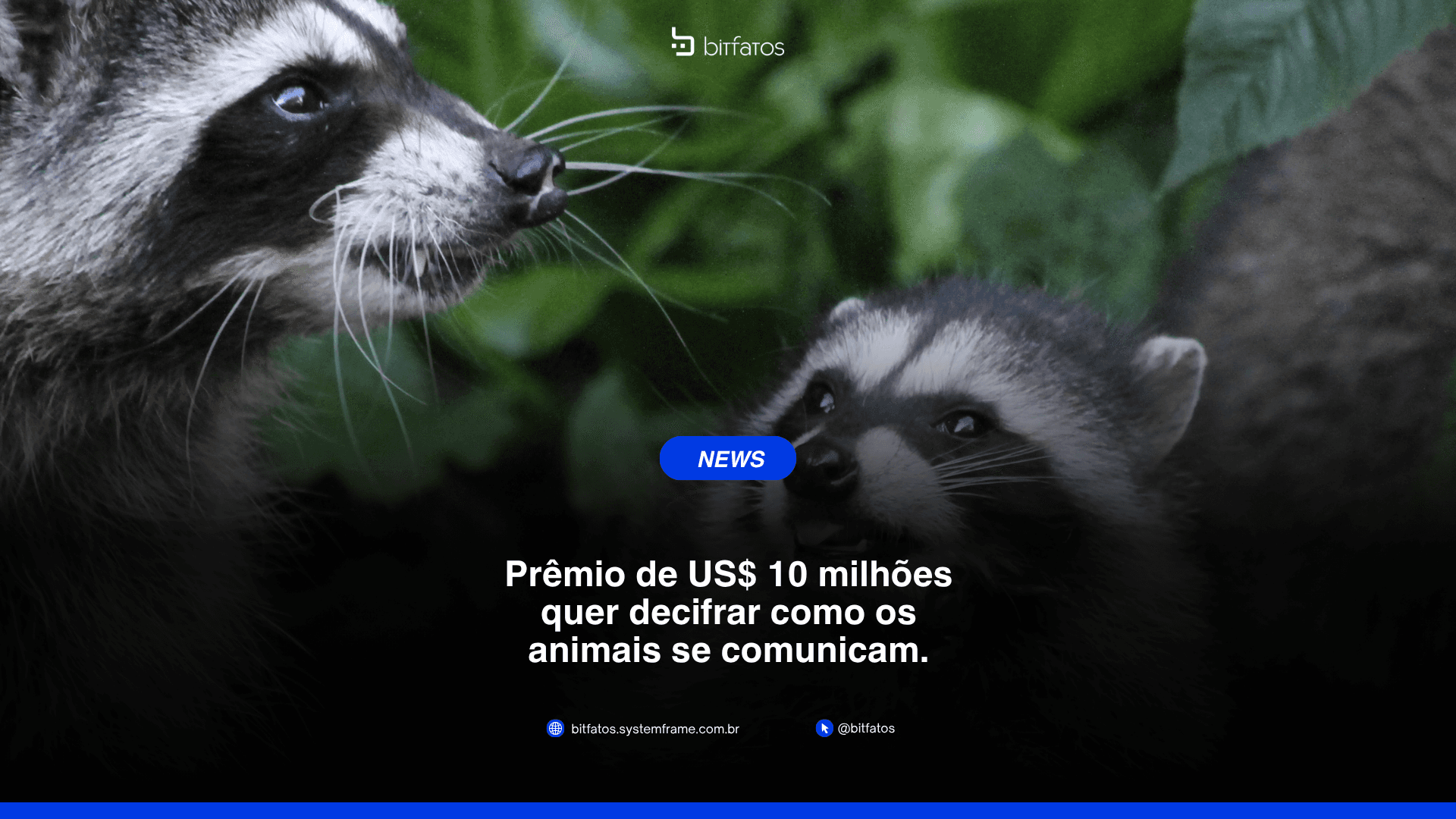 Dá para traduzir a língua dos animais? O que a comunicação animal já revelou