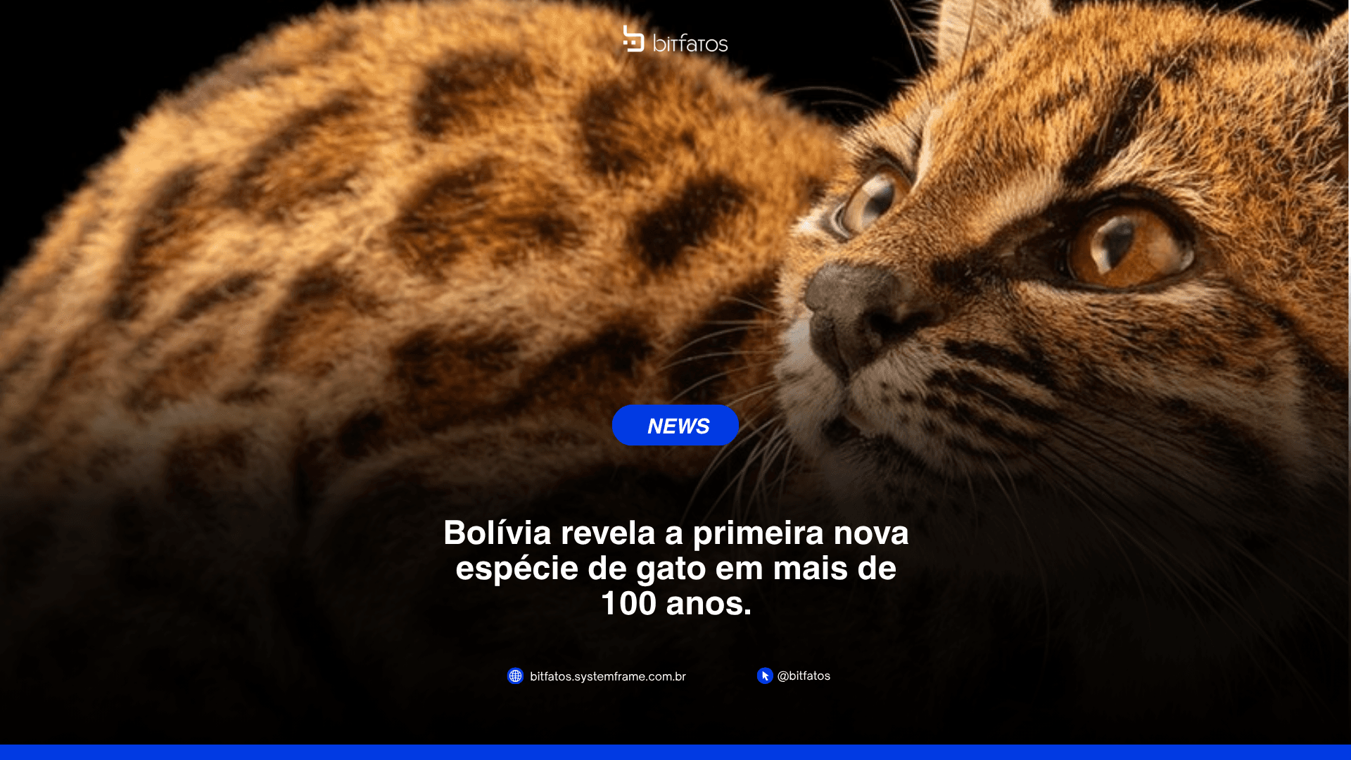 Como os cientistas confirmam que um animal é espécie nova